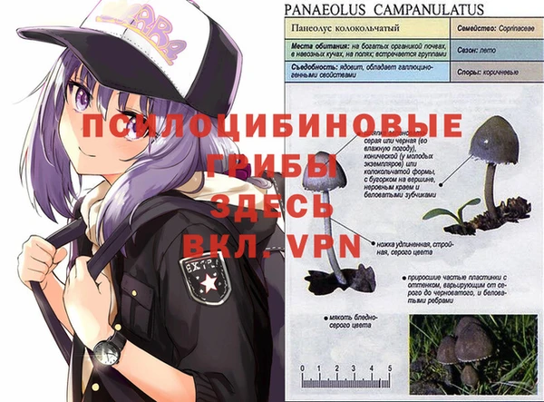 ГАЛЛЮЦИНОГЕННЫЕ ГРИБЫ Баксан